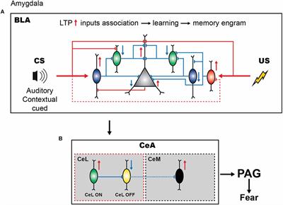 Inhibitory circuits in fear memory and fear-related disorders